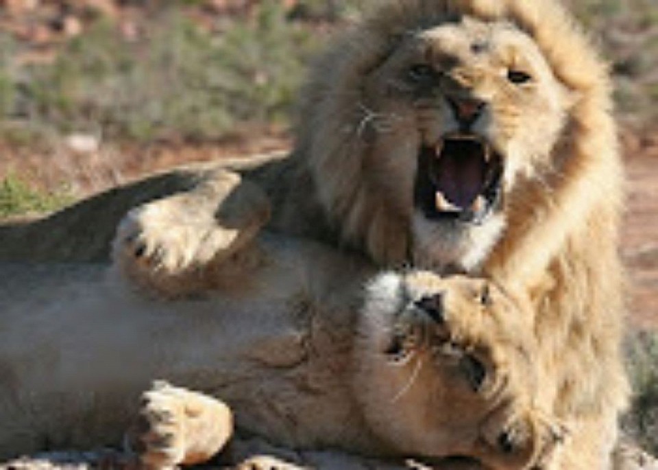 Game Drive Safari