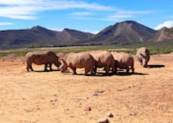 Safari Game Drive Rhino