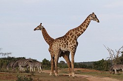 Safari Game Drive Giraffe