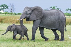 Safari Game Drive Elephant