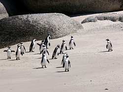 African Penguins