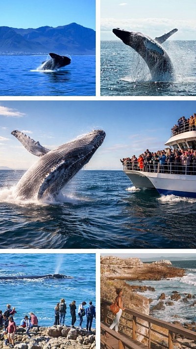 Hermanus Whale Watching